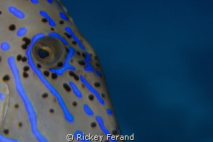 Close-up of Scrawled Filefish by Rickey Ferand 